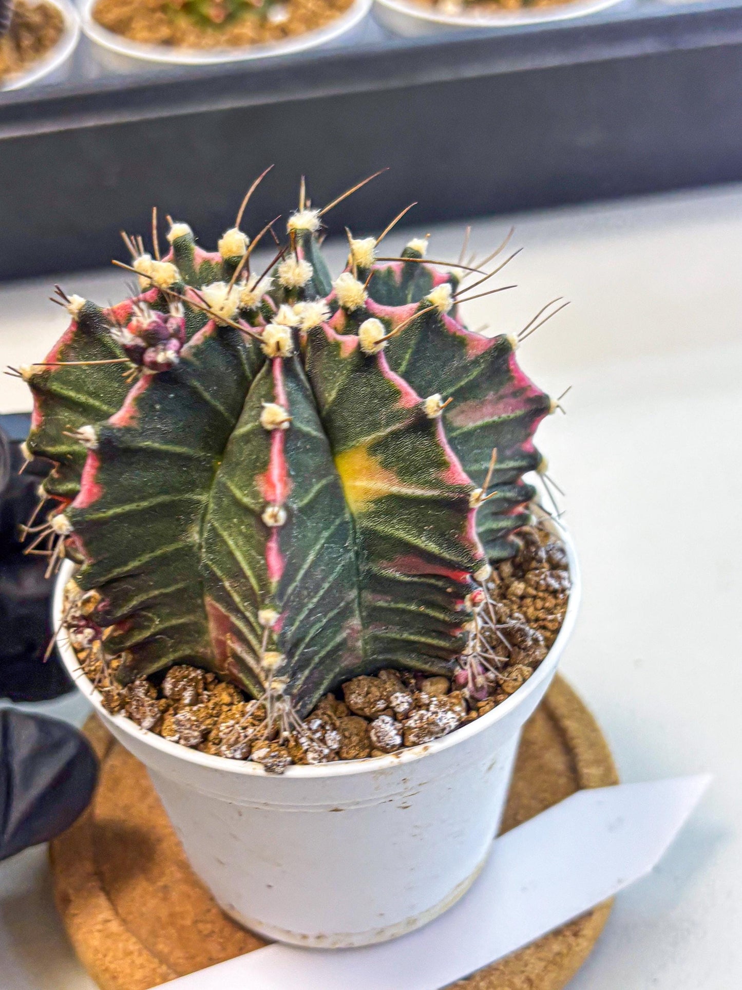 Gymnocalycium Cotton candy (gy16) (05) | collectables