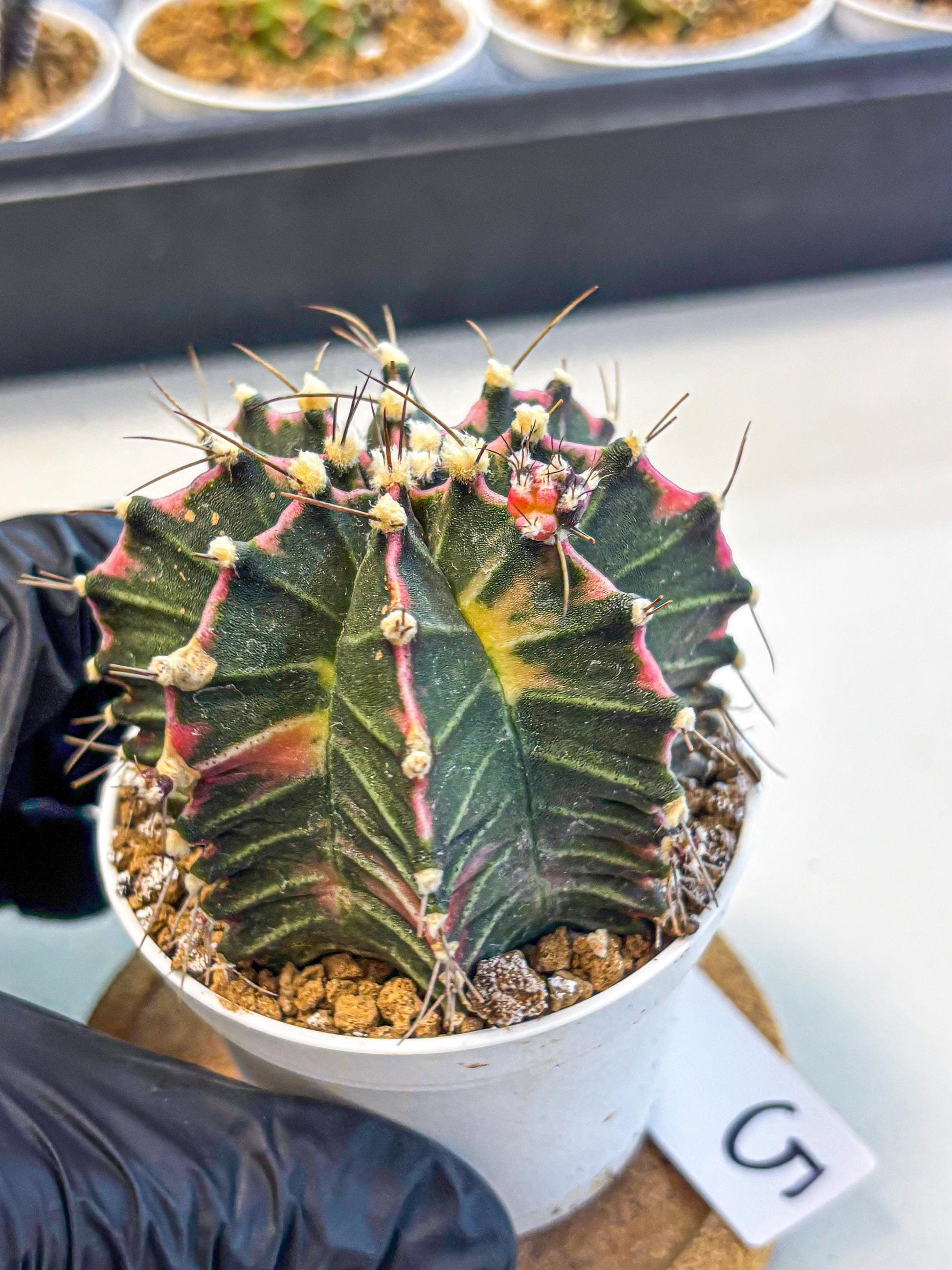 Gymnocalycium Cotton candy (gy16) (05) | collectables