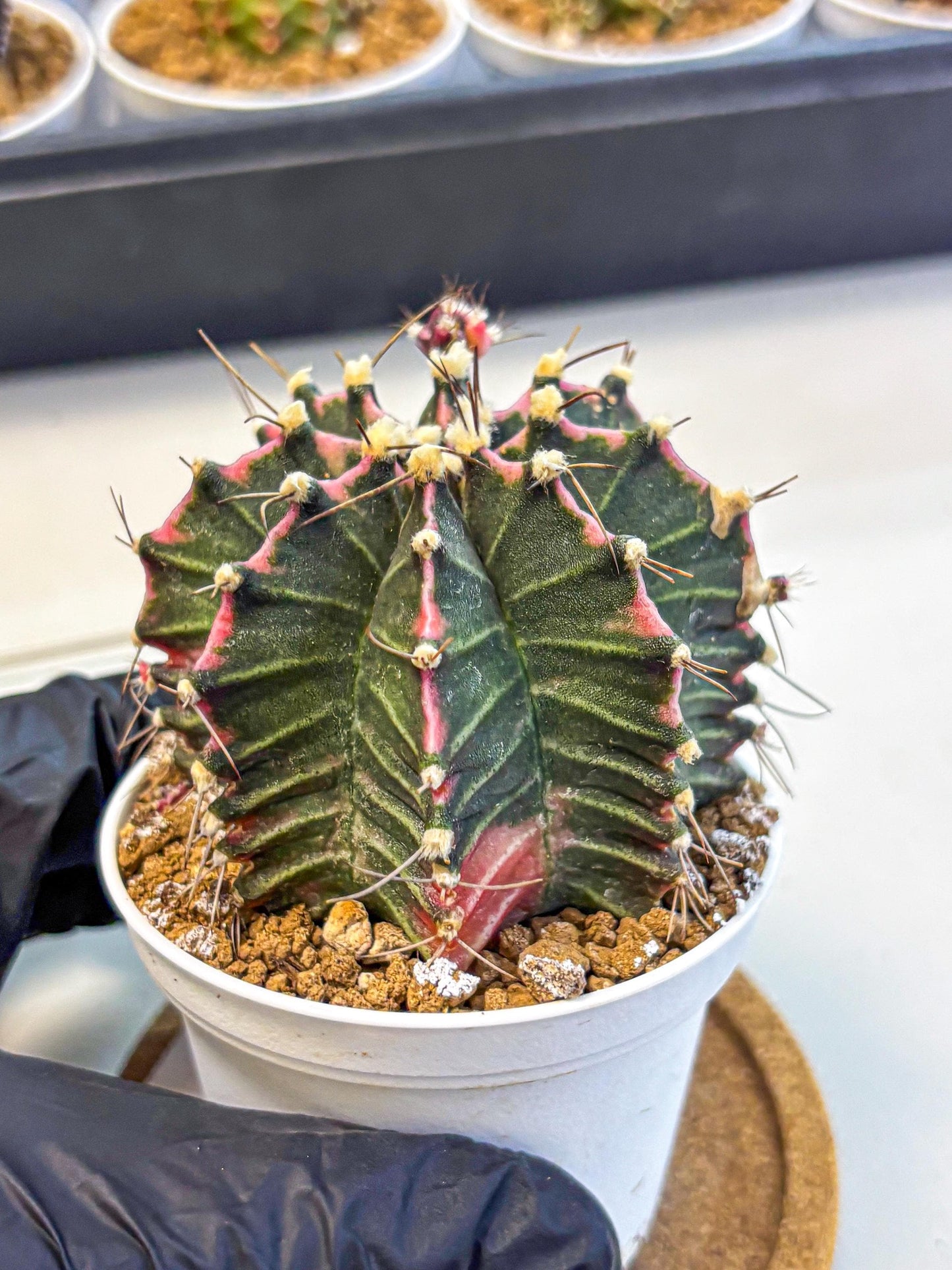 Gymnocalycium Cotton candy (gy16) (05) | collectables