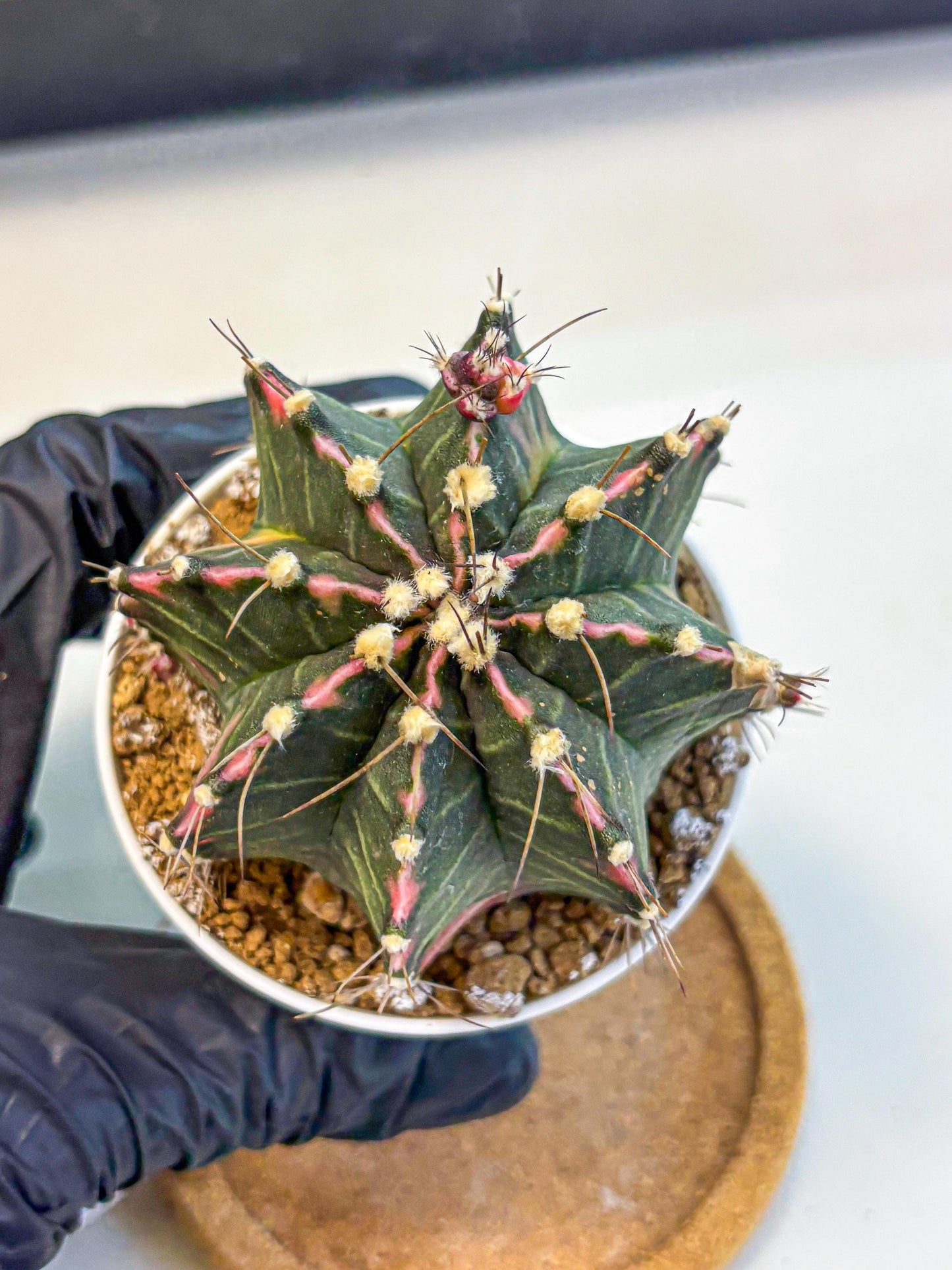 Gymnocalycium Cotton candy (gy16) (05) | collectables