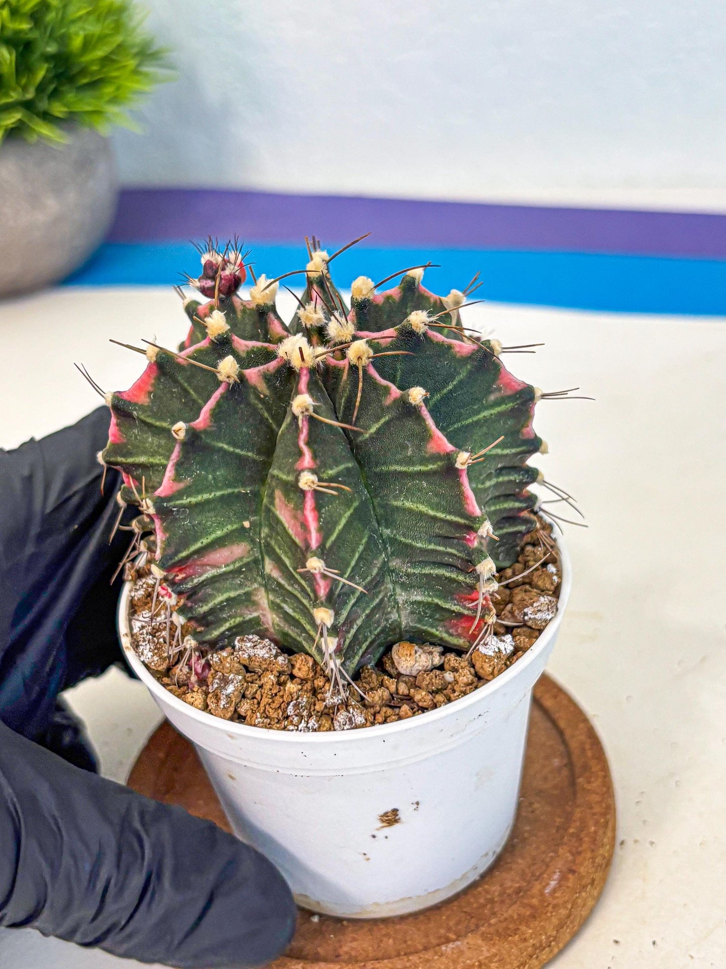 Gymnocalycium Cotton candy (gy16) (05) | collectables