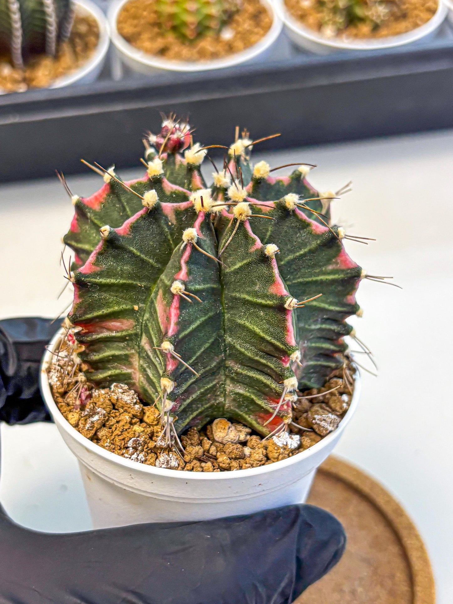 Gymnocalycium Cotton candy (gy16) (05) | collectables