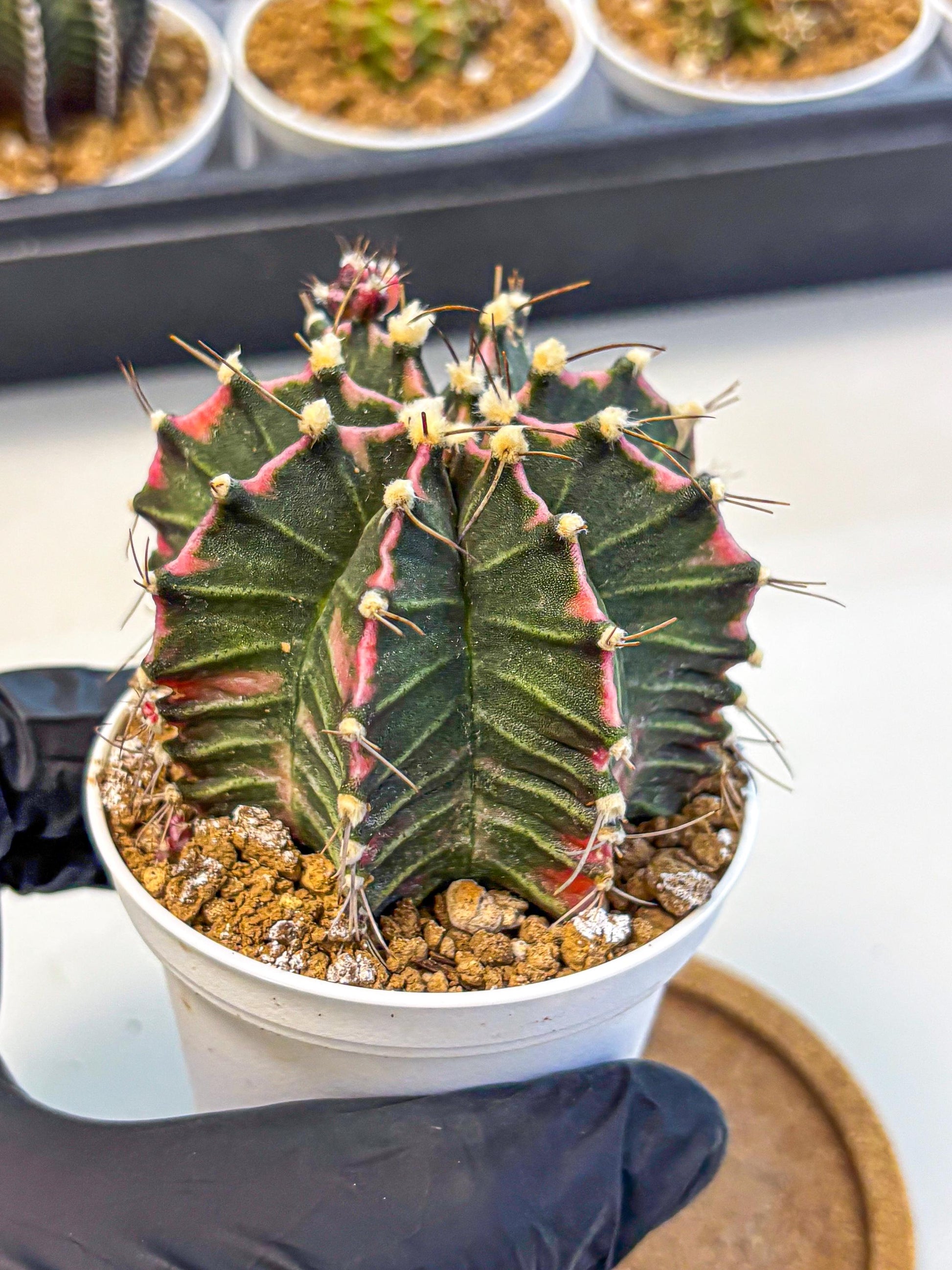 Gymnocalycium Cotton candy (gy16) (05) | collectables