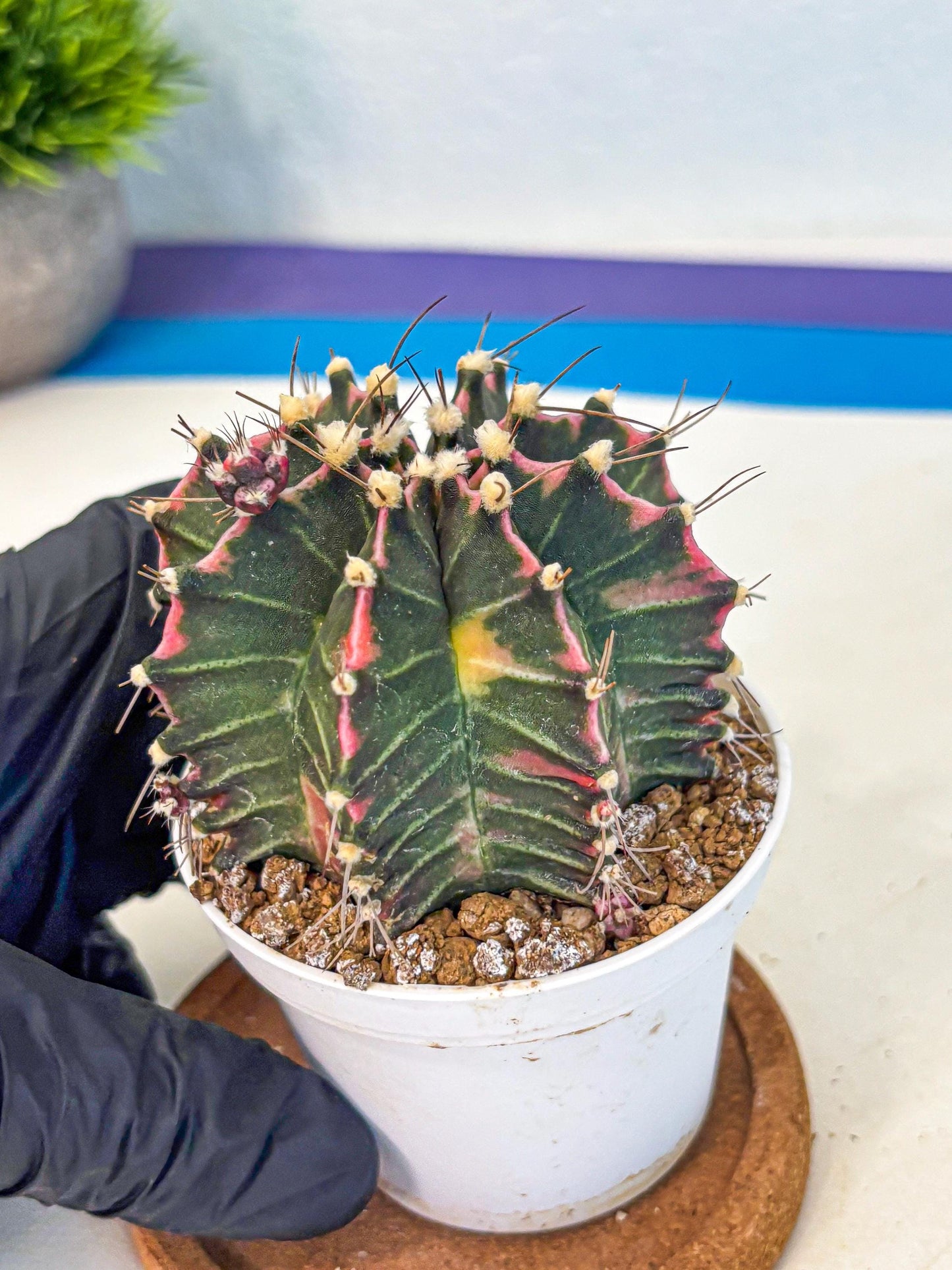 Gymnocalycium Cotton candy (gy16) (05) | collectables