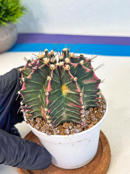Gymnocalycium Cotton candy (gy16) (05) | collectables