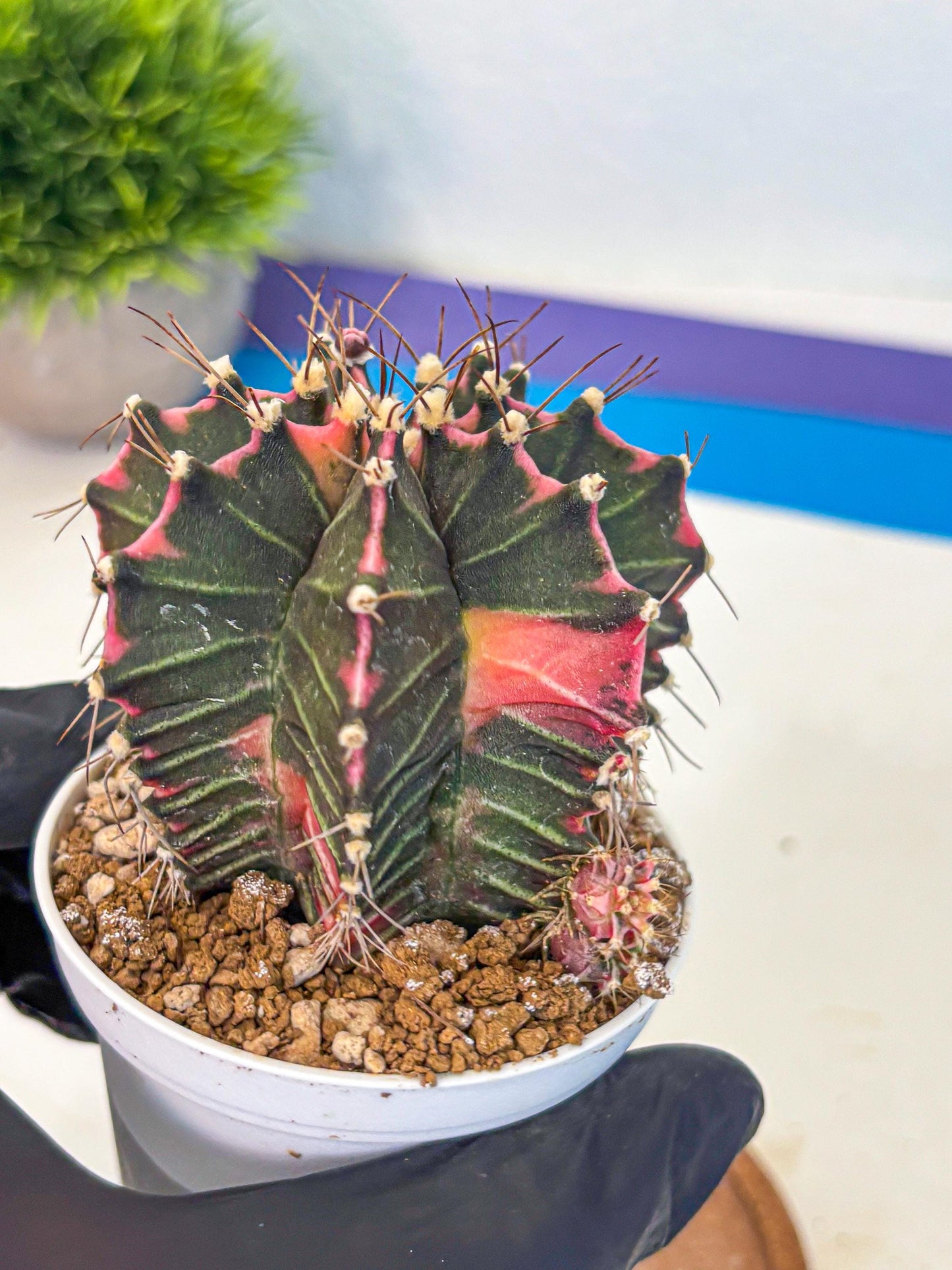 Gymnocalycium Cotton candy (gy16) (06) | collectables
