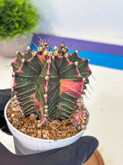 Gymnocalycium Cotton candy (gy16) (06) | collectables