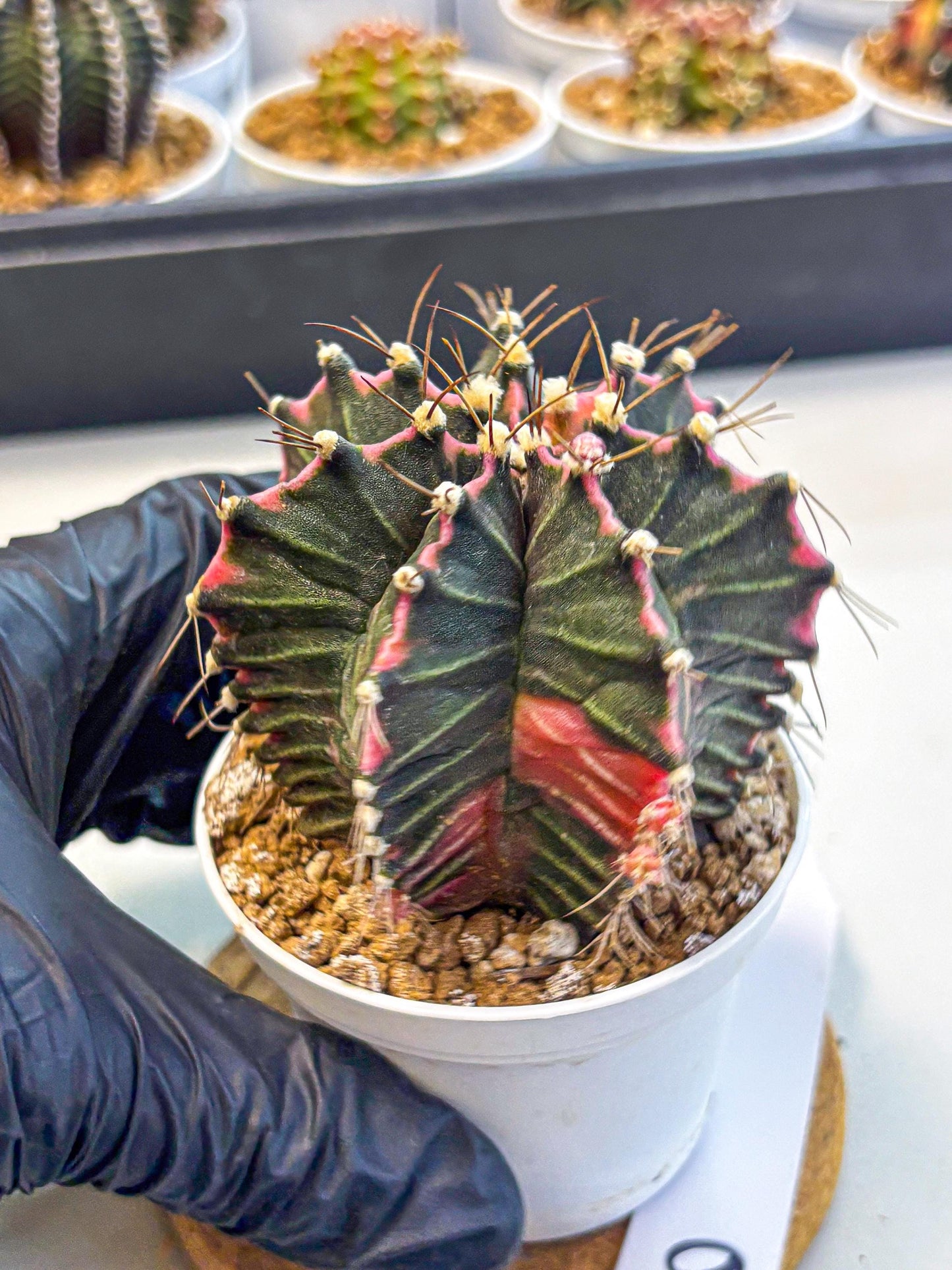 Gymnocalycium Cotton candy (gy16) (06) | collectables