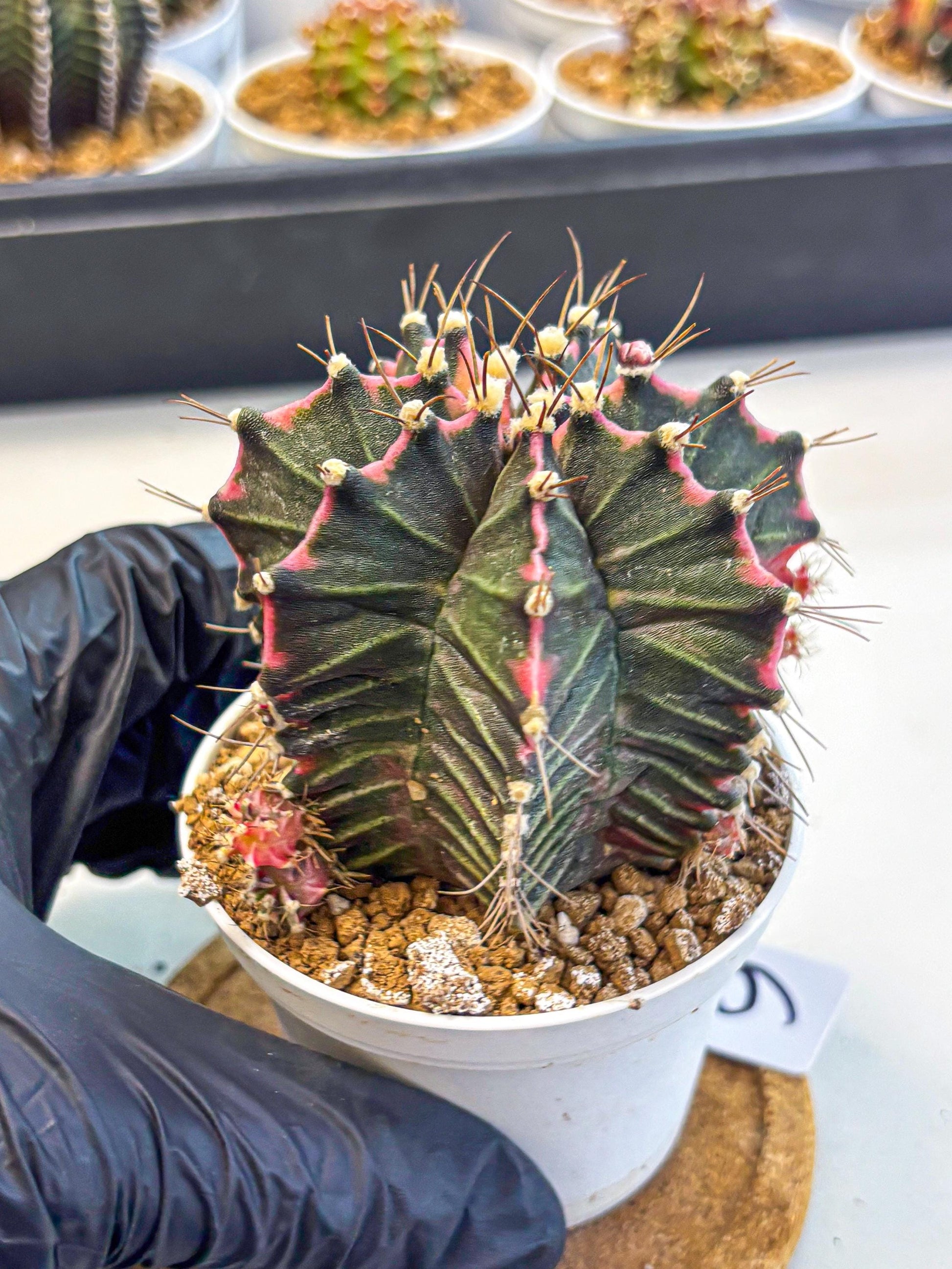 Gymnocalycium Cotton candy (gy16) (06) | collectables