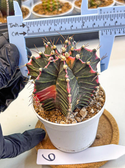 Gymnocalycium Cotton candy (gy16) (06) | collectables