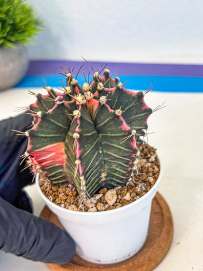 Gymnocalycium Cotton candy (gy16) (06) | collectables
