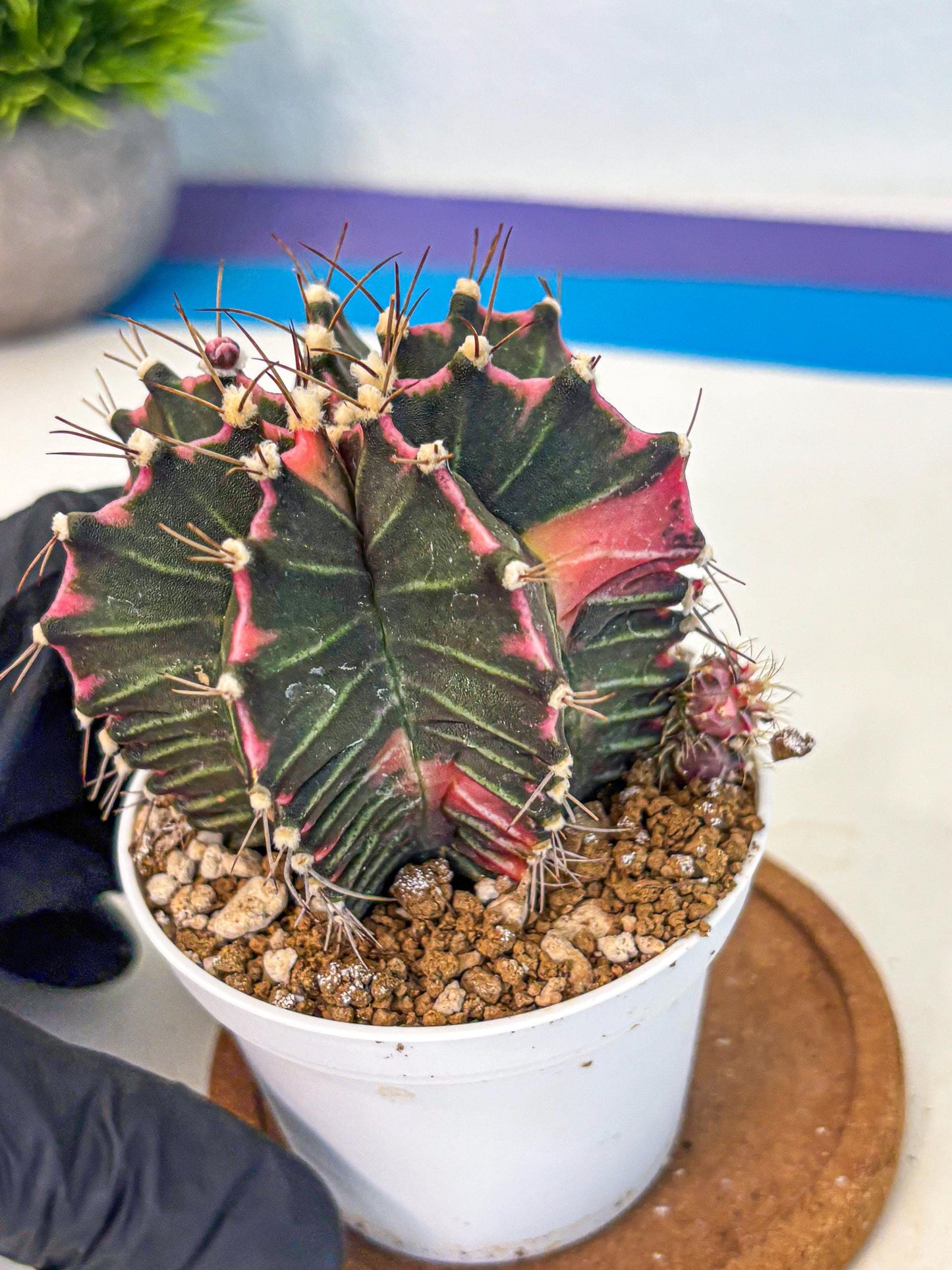 Gymnocalycium Cotton candy (gy16) (06) | collectables