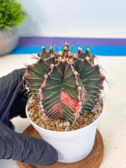 Gymnocalycium Cotton candy (gy16) (06) | collectables