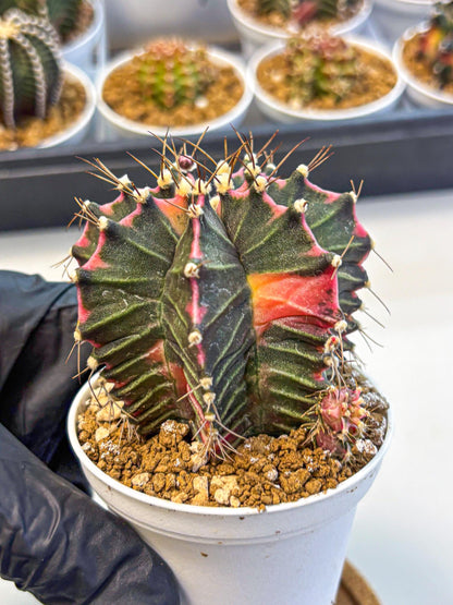 Gymnocalycium Cotton candy (gy16) (06) | collectables