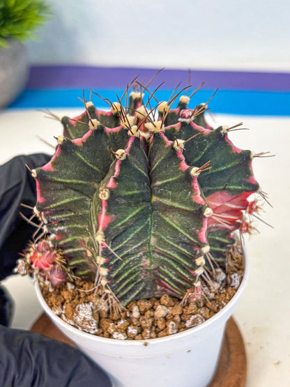 Gymnocalycium Cotton candy (gy16) (06) | collectables