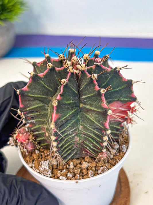 Gymnocalycium Cotton candy (gy16) (06) | collectables