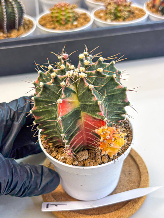 Gymnocalycium Cotton candy (gy16) (07) | collectables