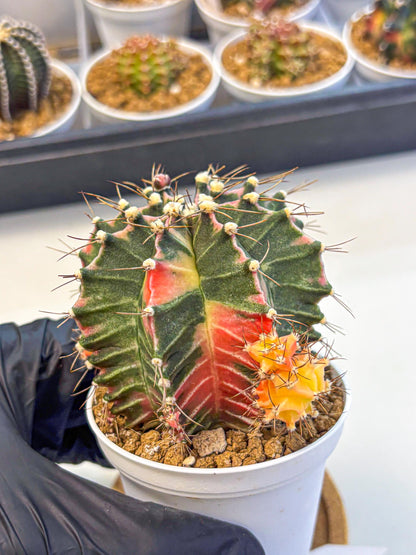 Gymnocalycium Cotton candy (gy16) (07) | collectables