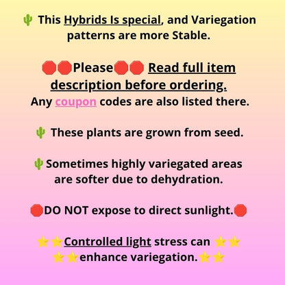 Gymnocalycium Orose (gy19) (08) | Collectable Plant