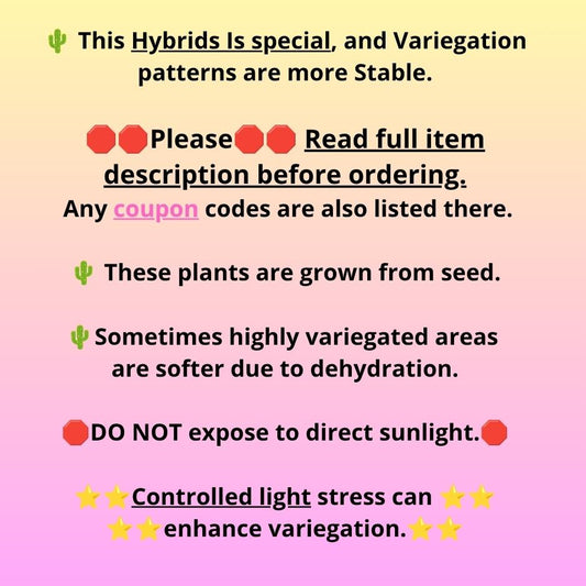 Gymnocalycium No Nmae (gy17) (gg) | Collector’s Edition