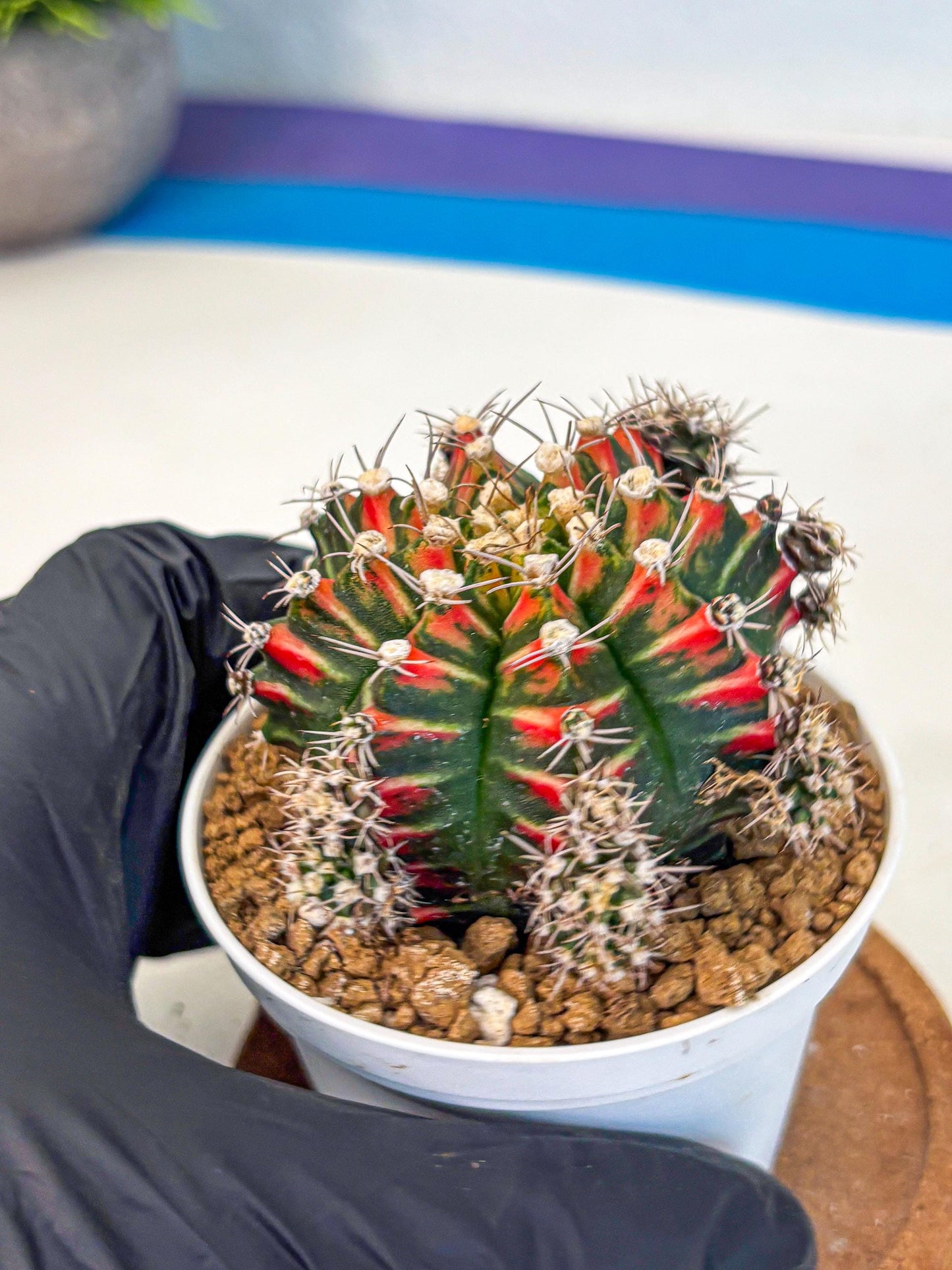 Gymnocalycium Pink Peacock (gy16) (09) | Variegated cactus
