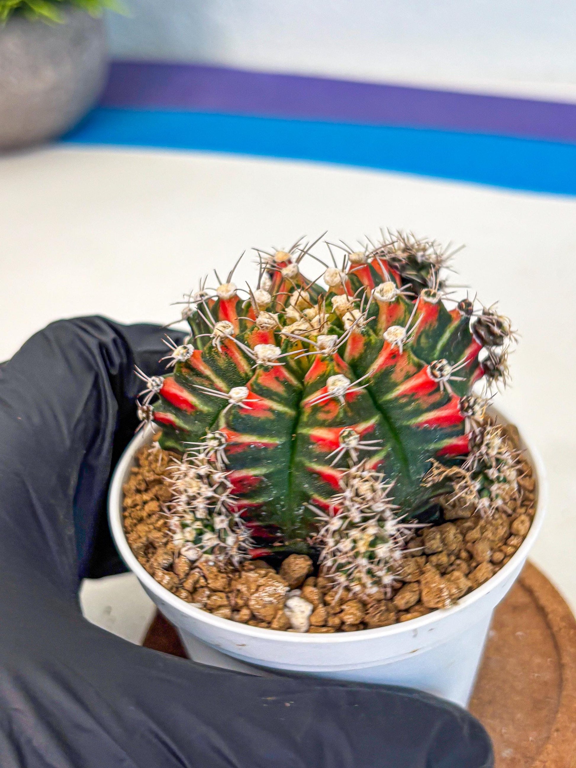 Gymnocalycium Pink Peacock (gy16) (09) | Variegated cactus