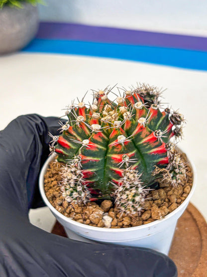 Gymnocalycium Pink Peacock (gy16) (09) | Variegated cactus
