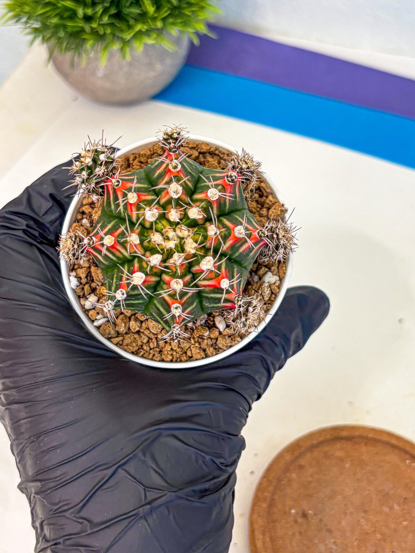 Gymnocalycium Pink Peacock (gy16) (09) | Variegated cactus