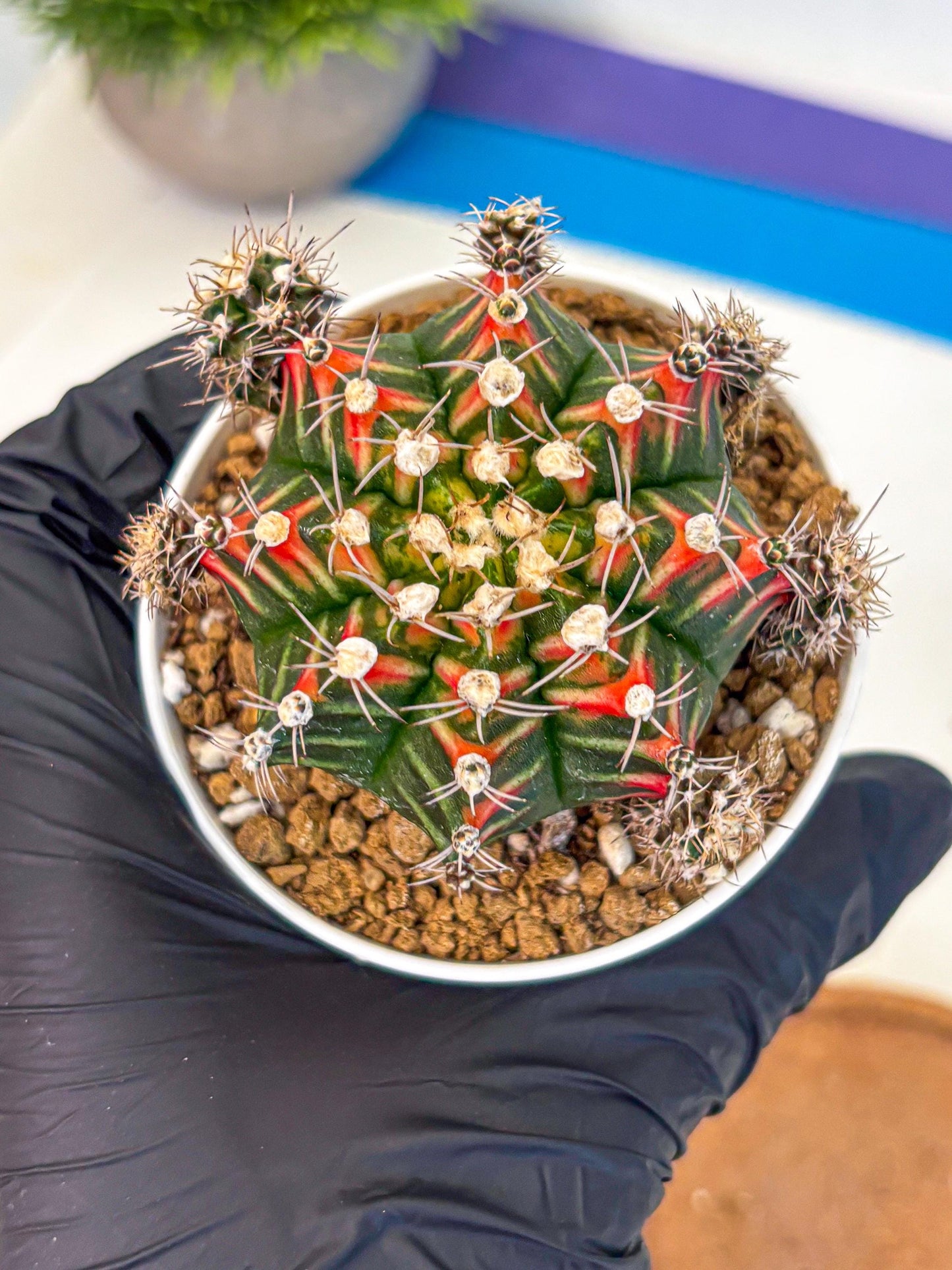 Gymnocalycium Pink Peacock (gy16) (09) | Variegated cactus