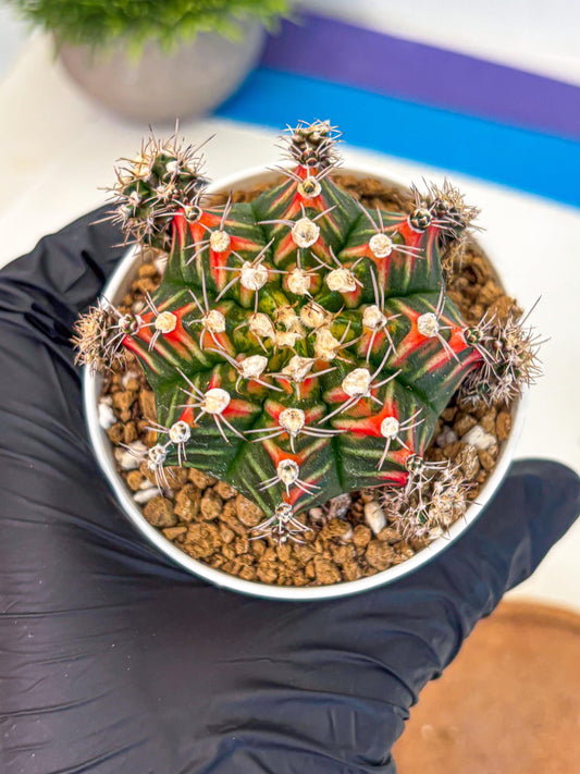 Gymnocalycium Pink Peacock (gy16) (09) | Variegated cactus