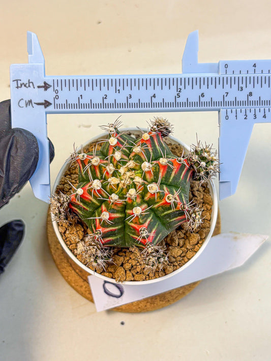 Gymnocalycium Pink Peacock (gy16) (09) | Variegated cactus