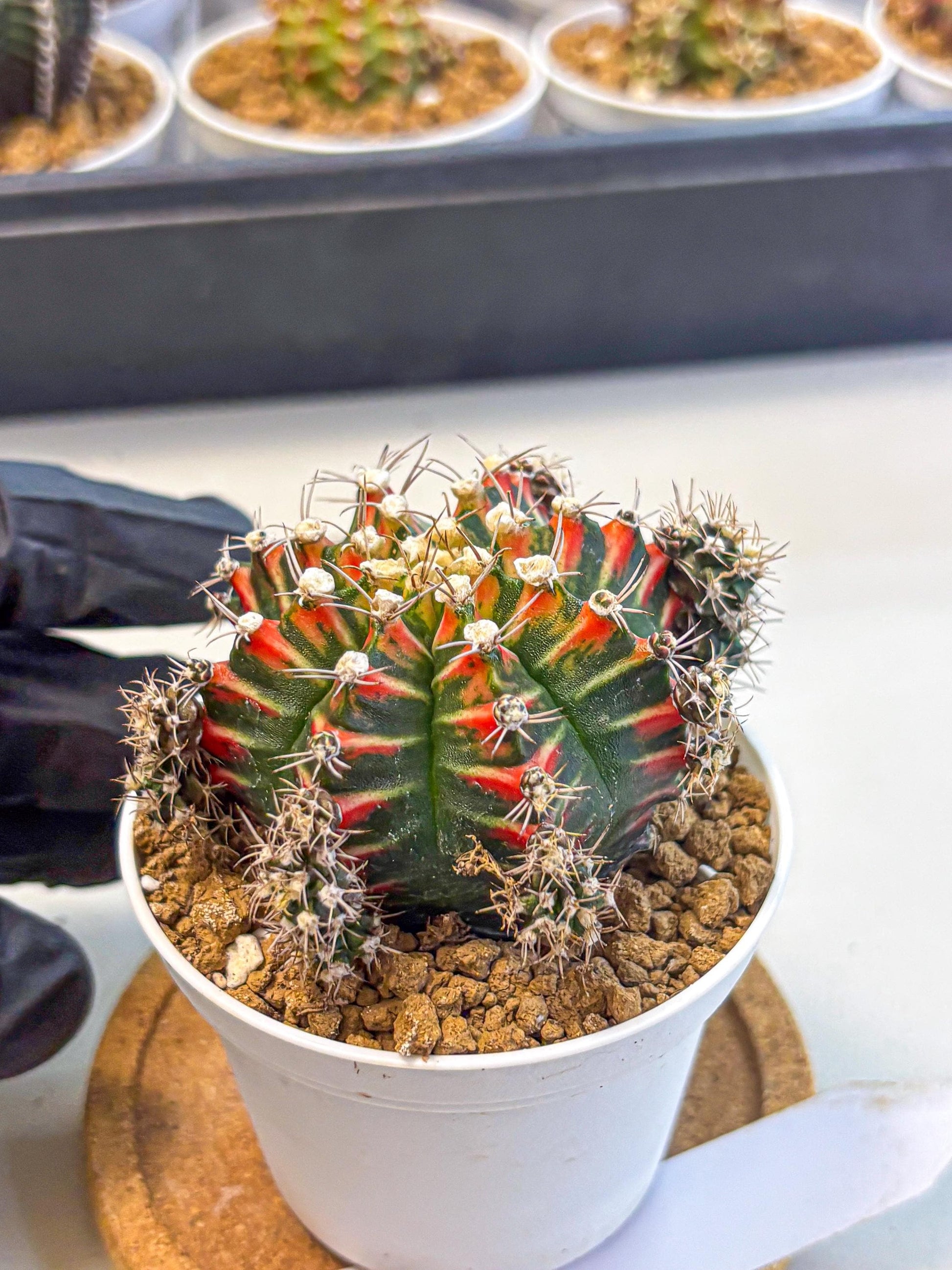Gymnocalycium Pink Peacock (gy16) (09) | Variegated cactus