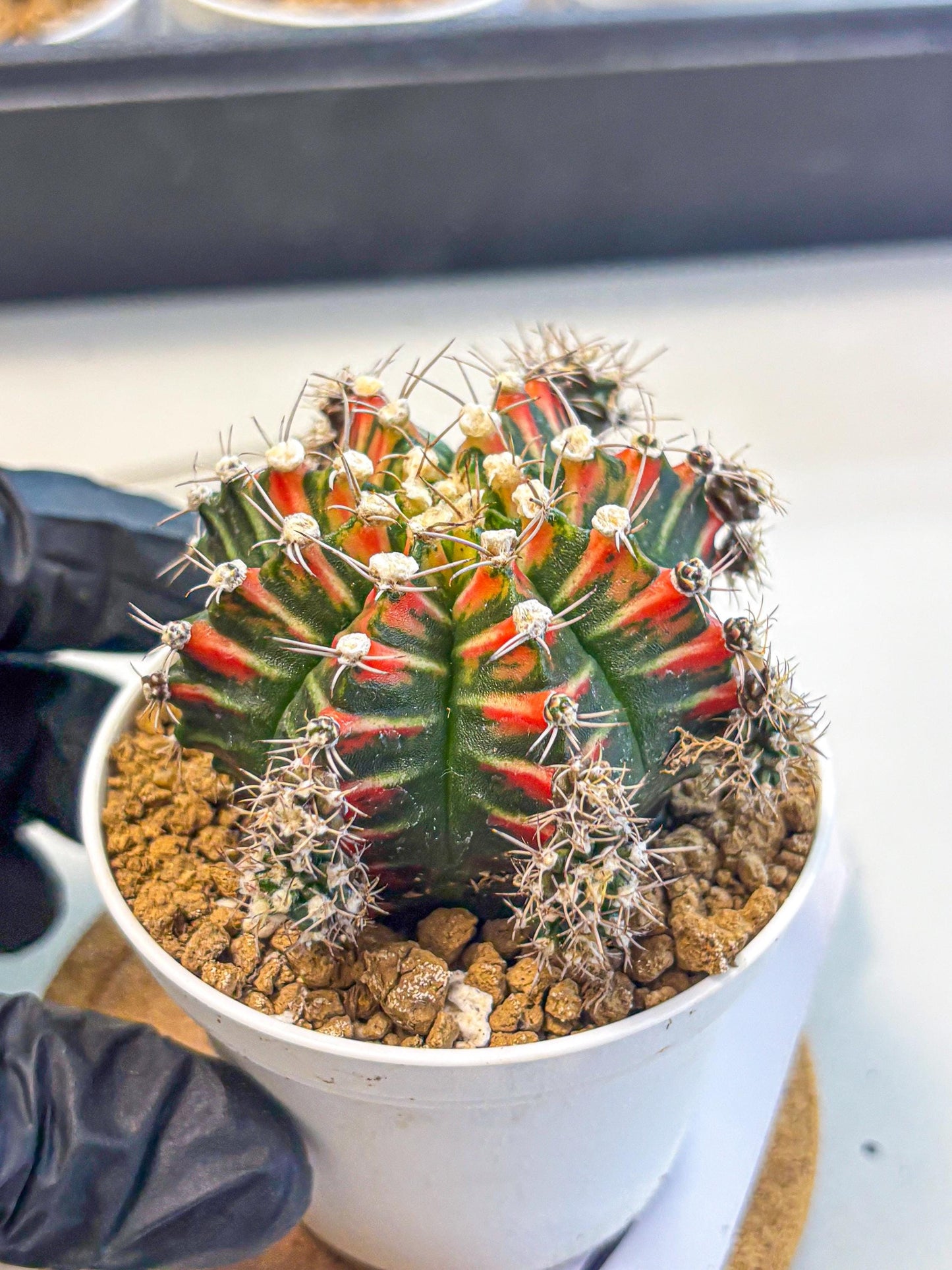Gymnocalycium Pink Peacock (gy16) (09) | Variegated cactus