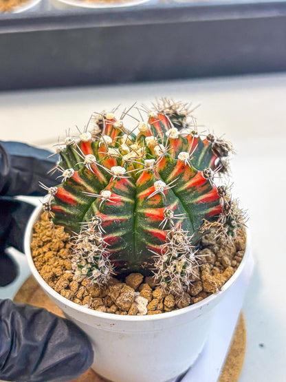 Gymnocalycium Pink Peacock (gy16) (09) | Variegated cactus