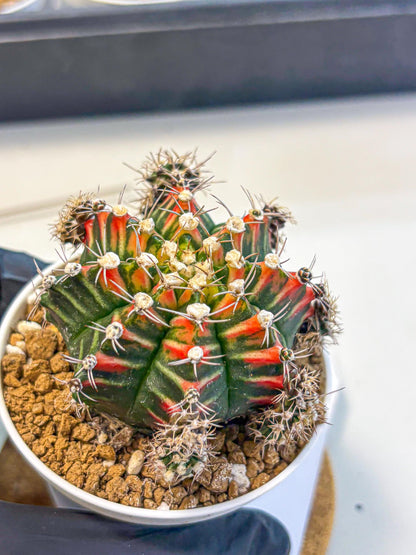 Gymnocalycium Pink Peacock (gy16) (09) | Variegated cactus