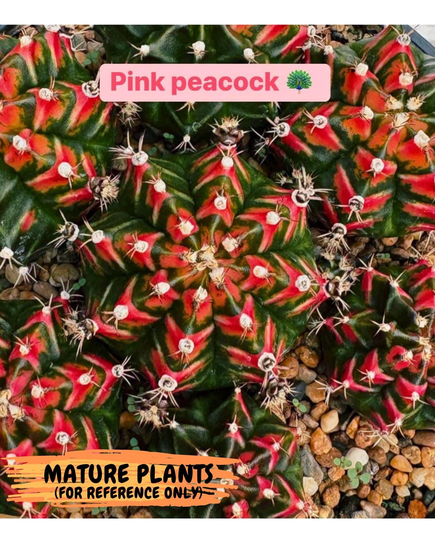 Gymnocalycium Pink Peacock (gy16) (09) | Variegated cactus