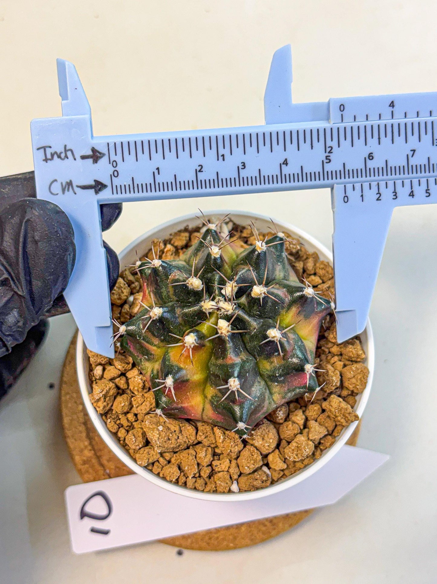Gymnocalycium Tequila (gy16) (10) | Collectable
