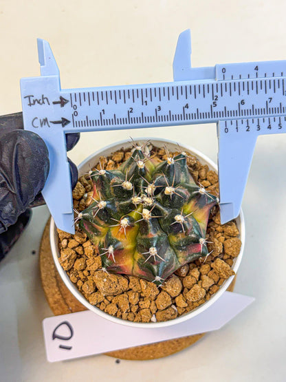 Gymnocalycium Tequila (gy16) (10) | Collectable