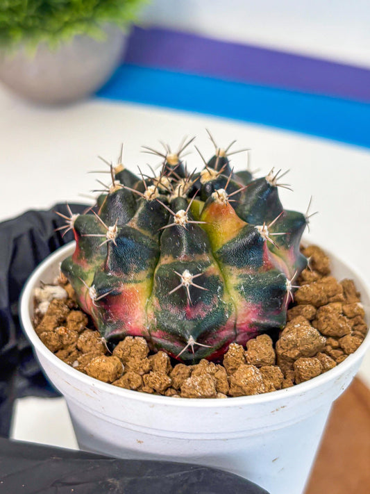 Gymnocalycium Tequila (gy16) (10) | Collectable