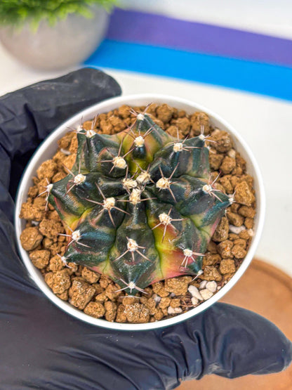Gymnocalycium Tequila (gy16) (10) | Collectable