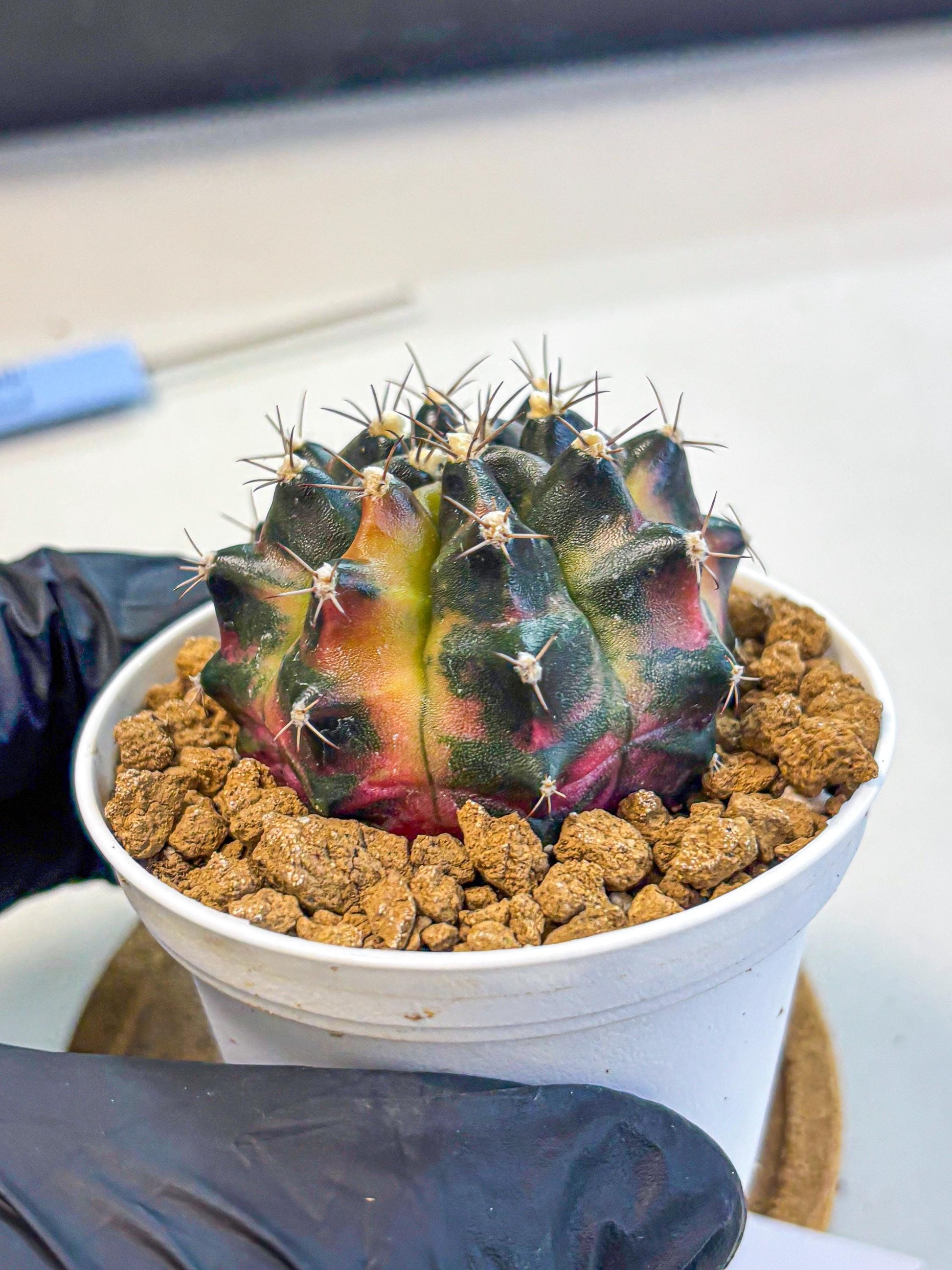 Gymnocalycium Tequila (gy16) (10) | Collectable
