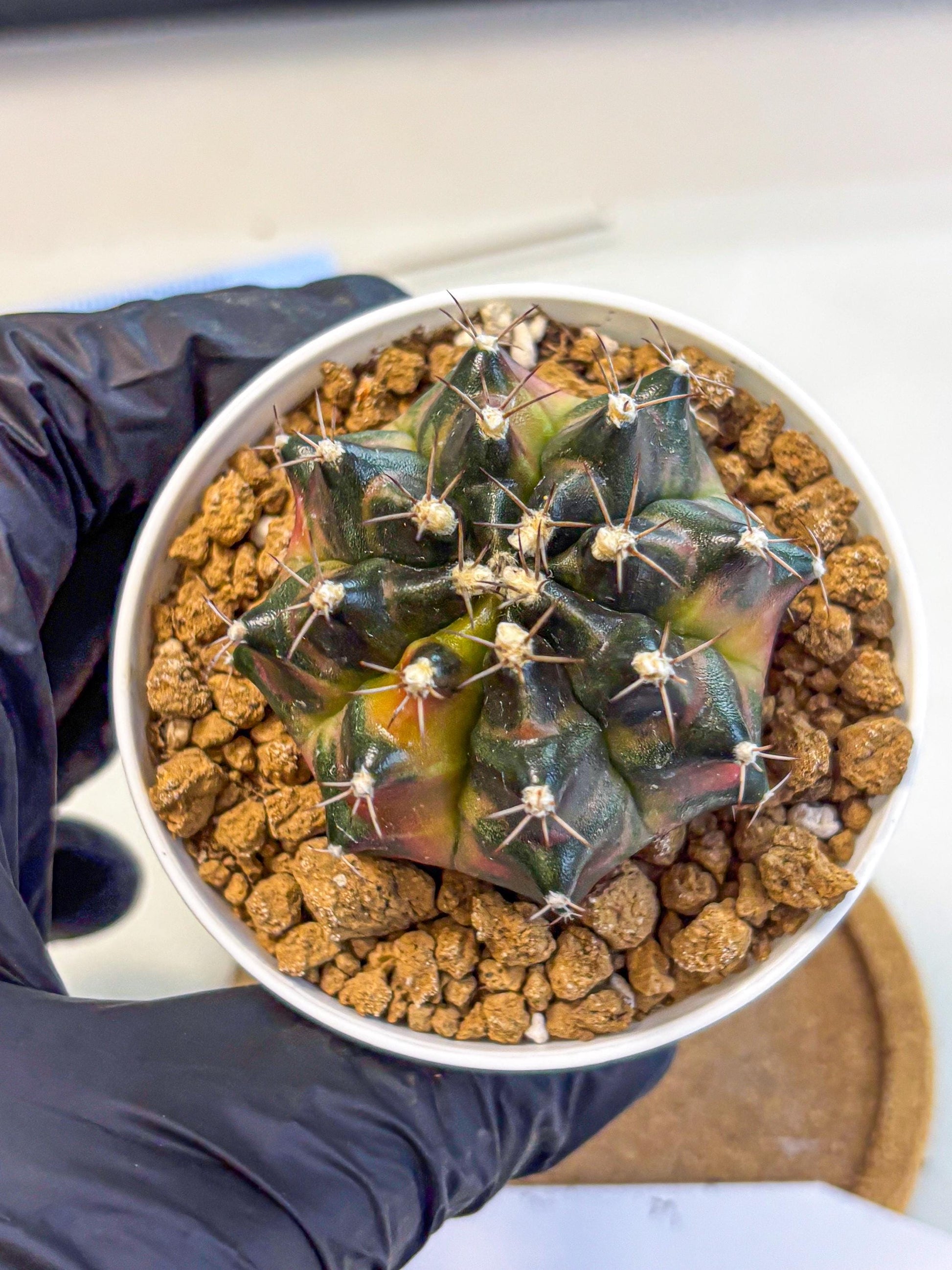 Gymnocalycium Tequila (gy16) (10) | Collectable