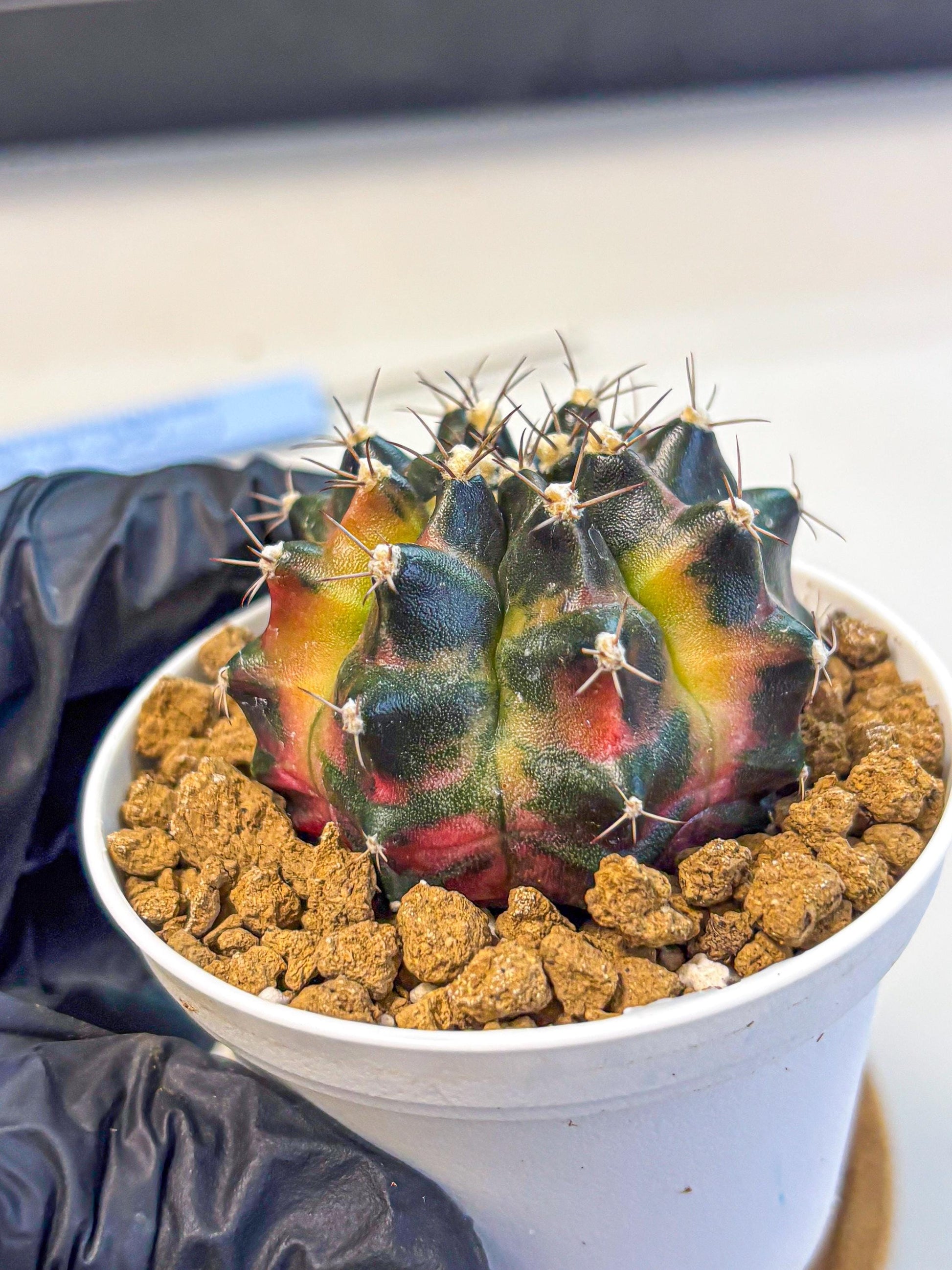 Gymnocalycium Tequila (gy16) (10) | Collectable