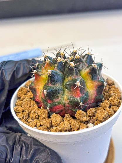 Gymnocalycium Tequila (gy16) (10) | Collectable