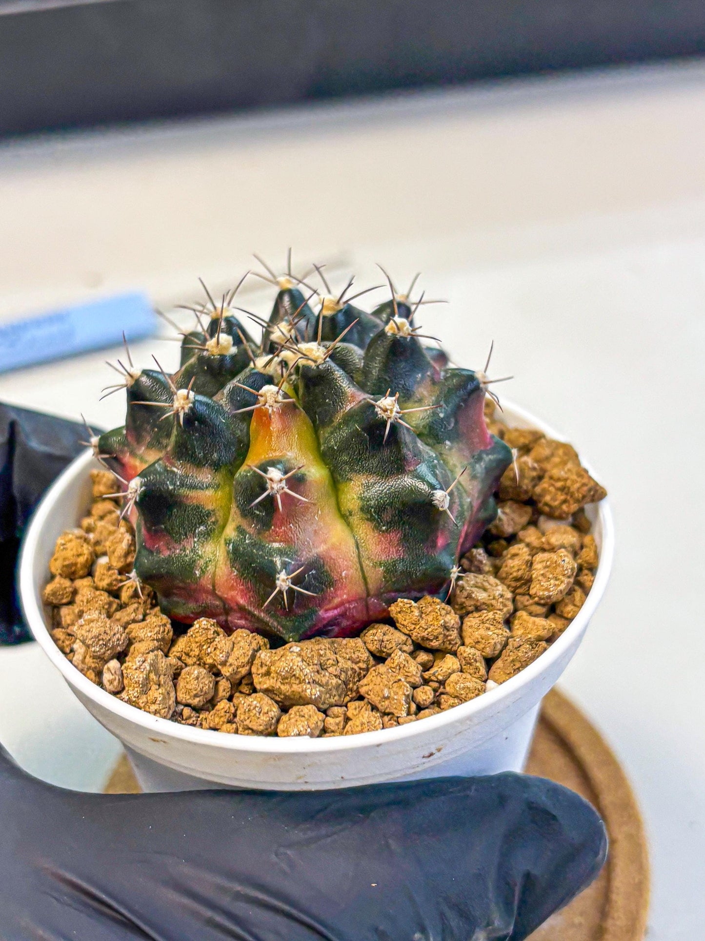Gymnocalycium Tequila (gy16) (10) | Collectable