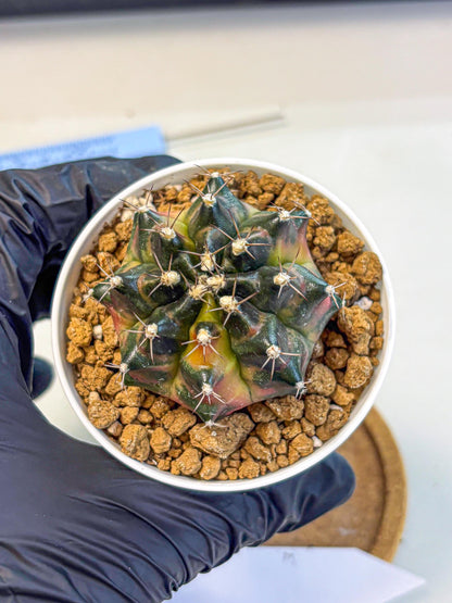 Gymnocalycium Tequila (gy16) (10) | Collectable