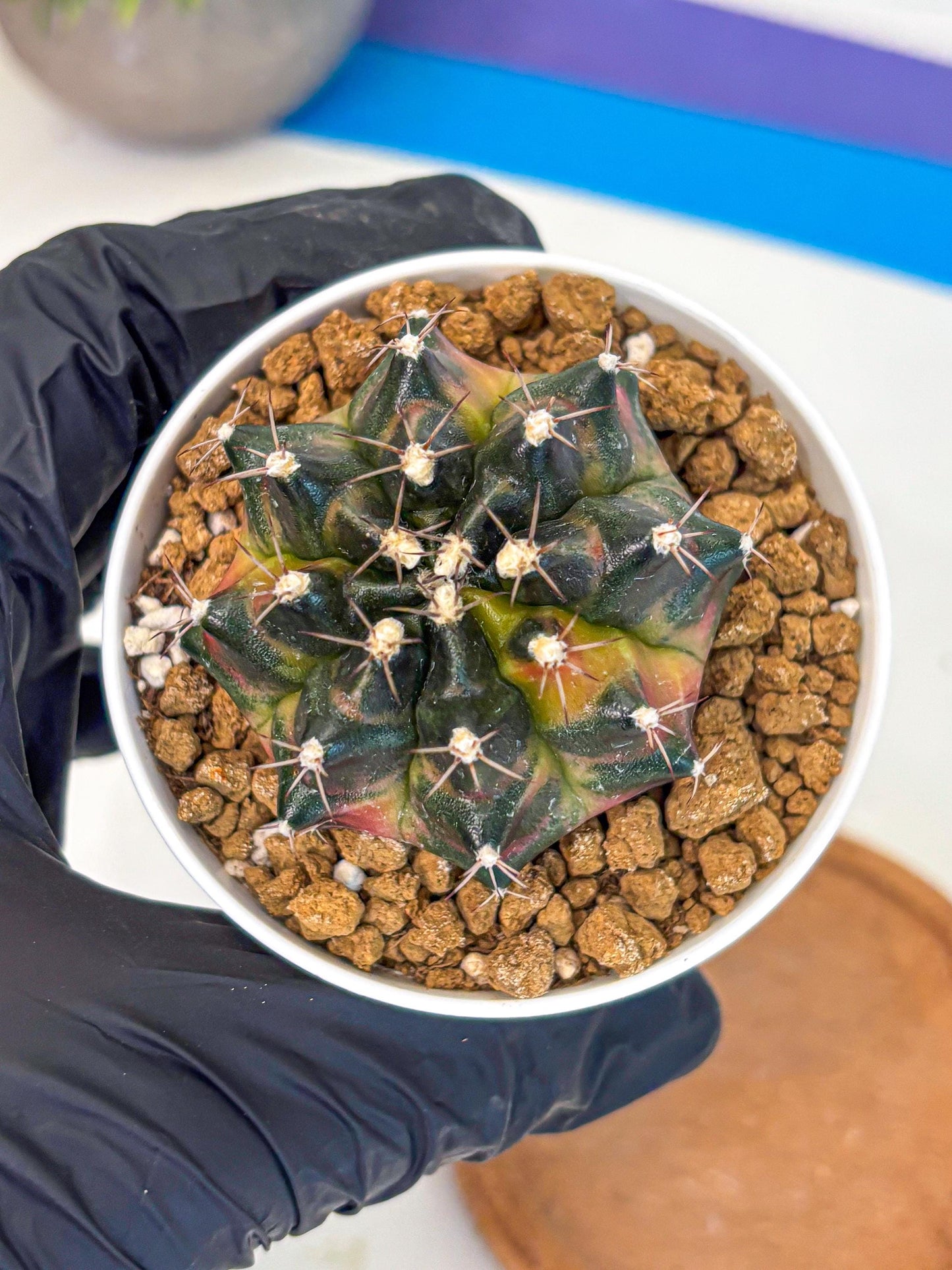 Gymnocalycium Tequila (gy16) (10) | Collectable