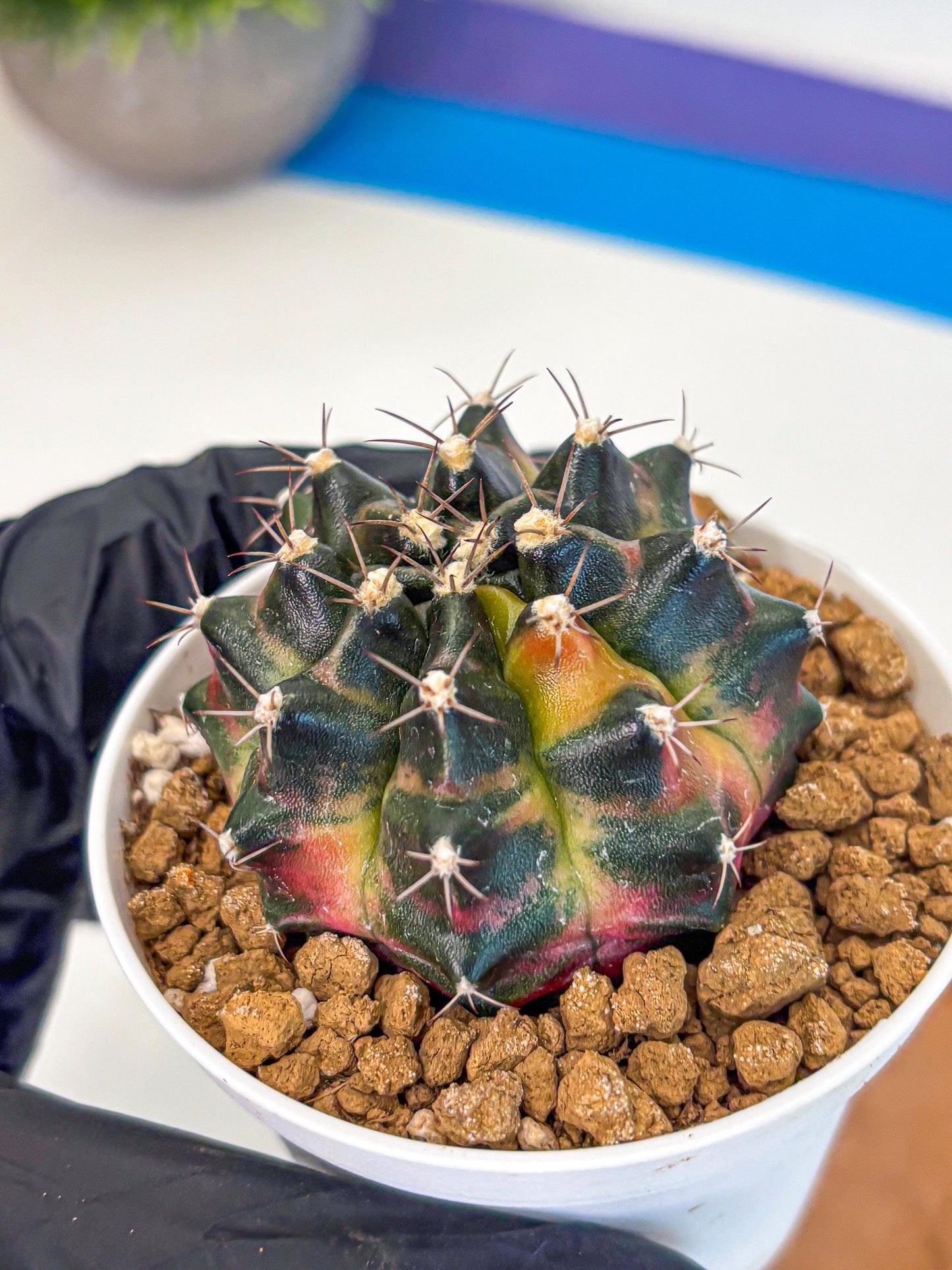 Gymnocalycium Tequila (gy16) (10) | Collectable