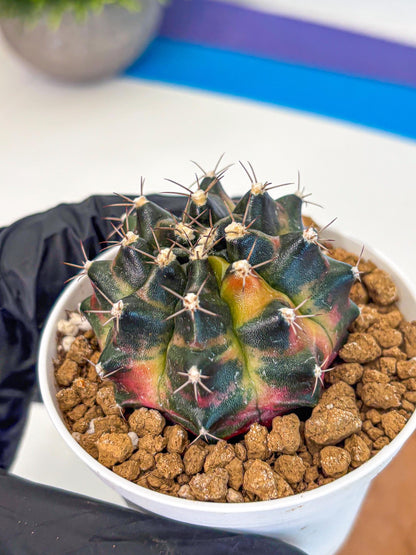 Gymnocalycium Tequila (gy16) (10) | Collectable
