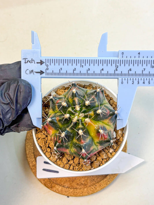 Gymnocalycium Tequila (gy16) (11) | Collectable